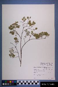 Symphoricarpos rotundifolius image